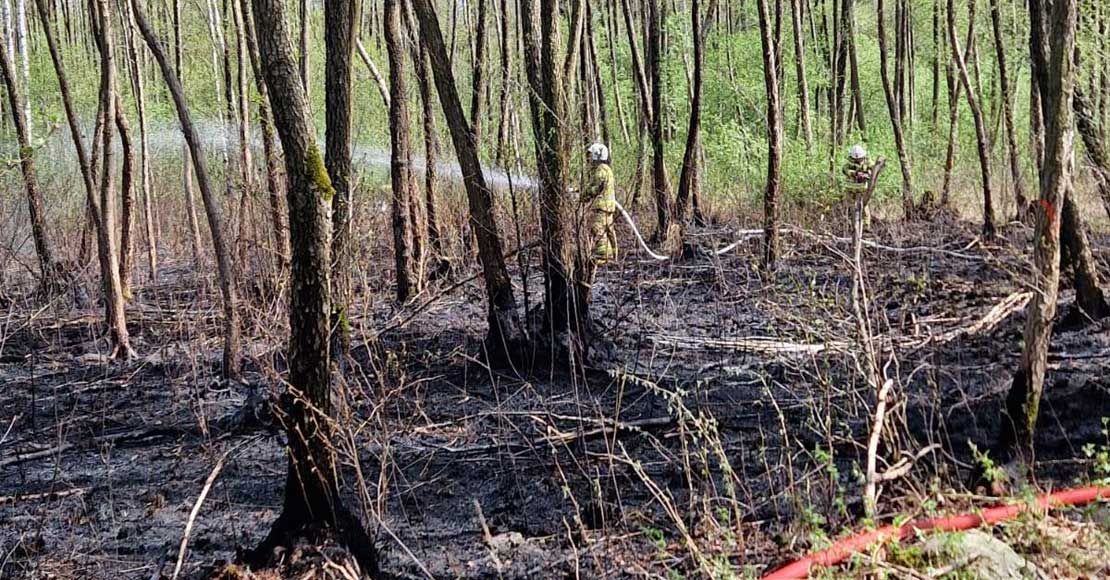 foto: Nadleśnictwo Oborniki