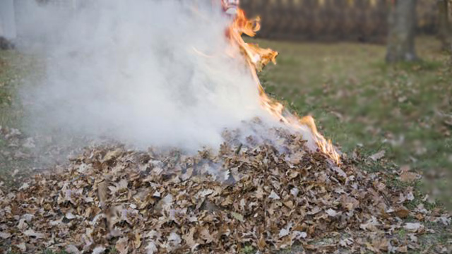 Czy można legalnie palić liście?