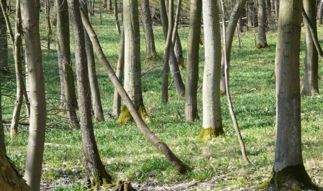 Zapraszamy na rajd do Śnieżycowego jaru