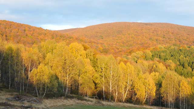 bieszczady las