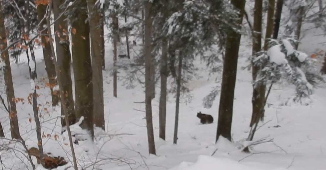 Atak wilków na niedźwiedzie Atak wilków na niedźwiedzie