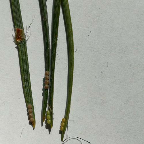 strzygonia jaja