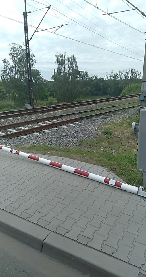 uskzodzona rogatka