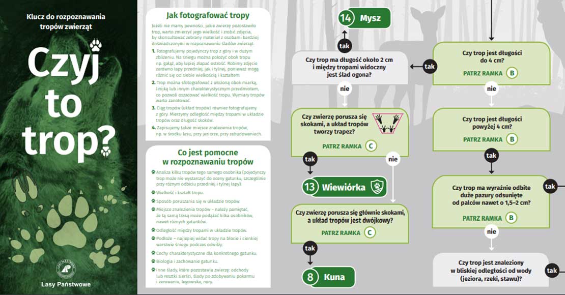 Tropy zwierząt - jak rozpoznać?