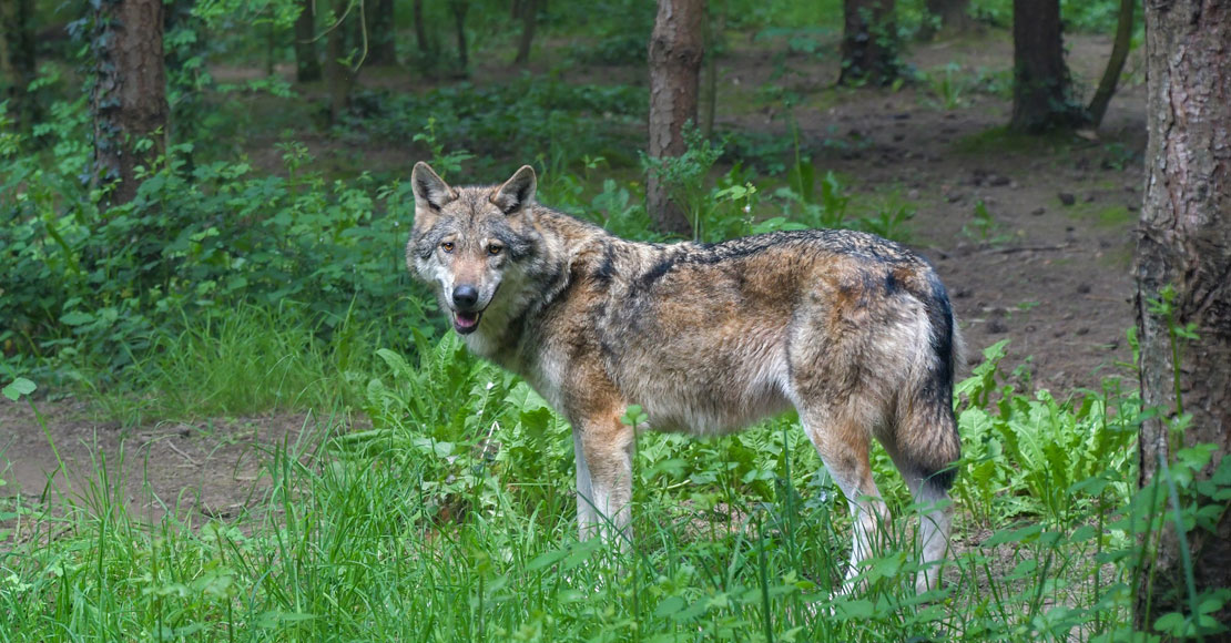 Rolnicy z Dolnej Saksonii chcą odstrzału wilków