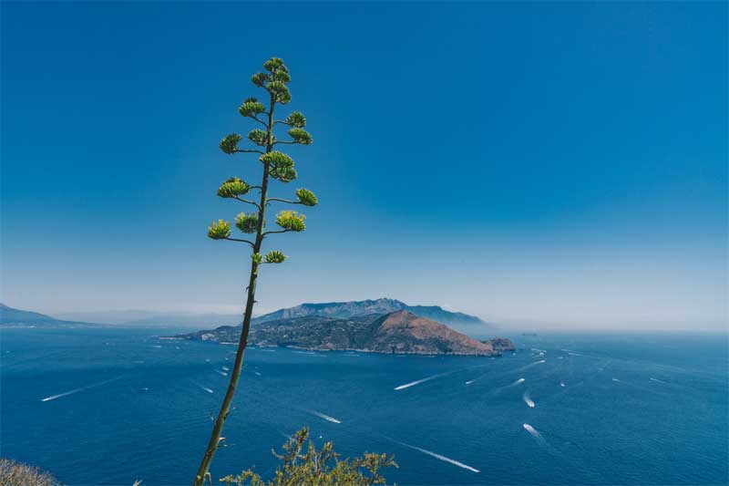 wybrzeze Amalfi Carter