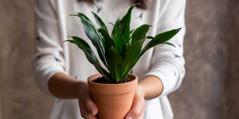 dracena