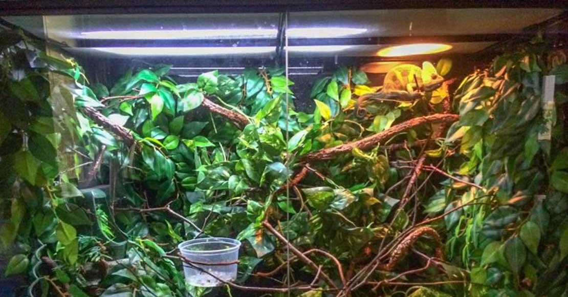 Terrarium dla kameleona