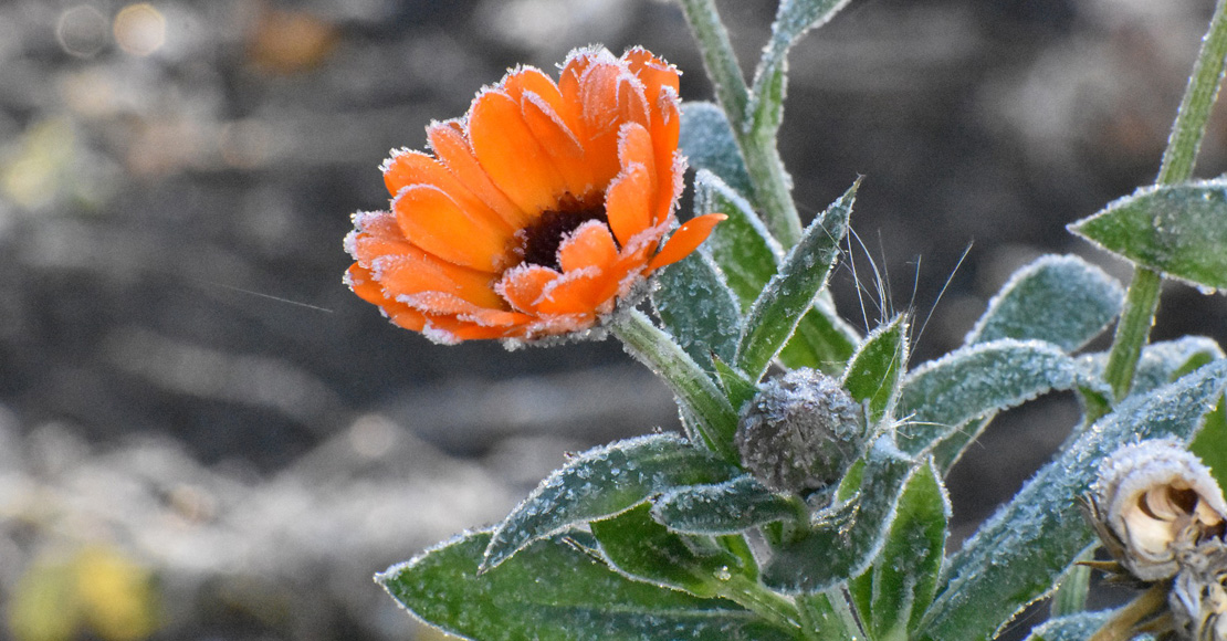 Przymrozki w całym powiecie!