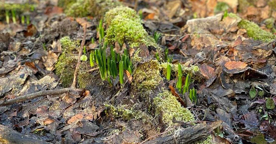 Co z możliwością odwiedzin Śnieżycowego Jaru?