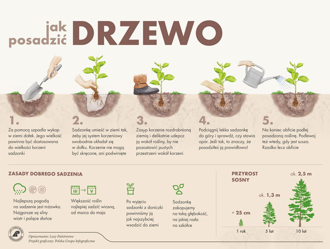 jak posadzc drzewo