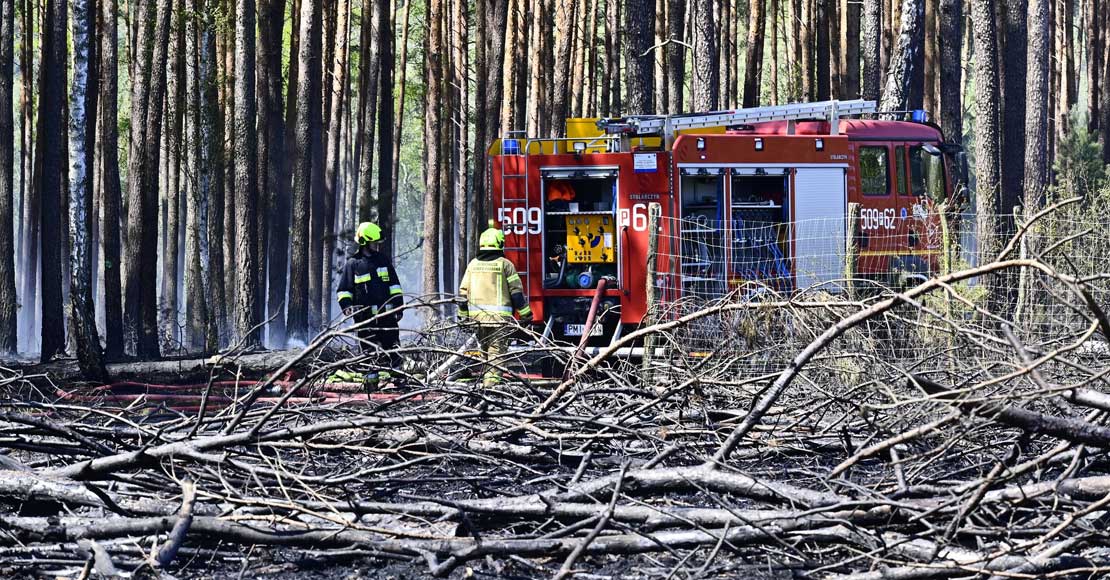 foto: Nadleśnictwo Sierak&oacute;w