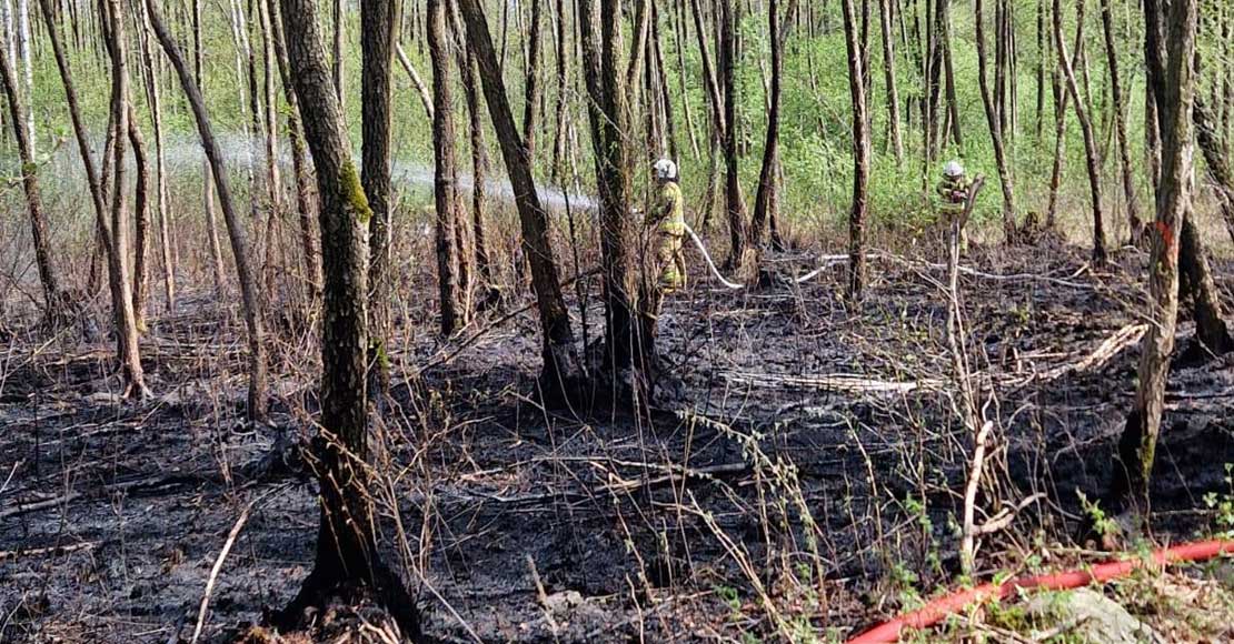 foto: Nadleśnictwo Oborniki