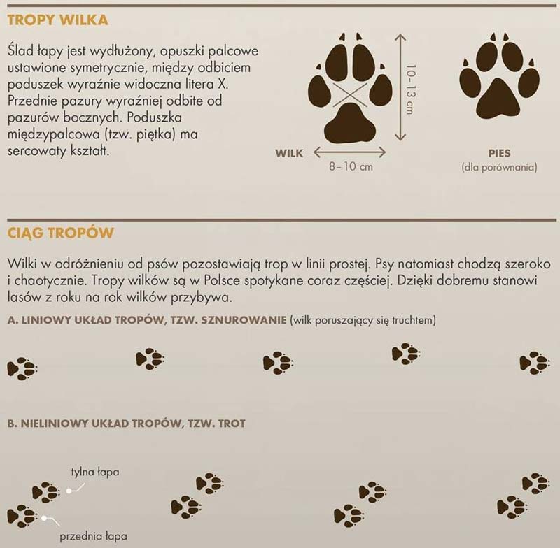 foto: Lasy Państwowe