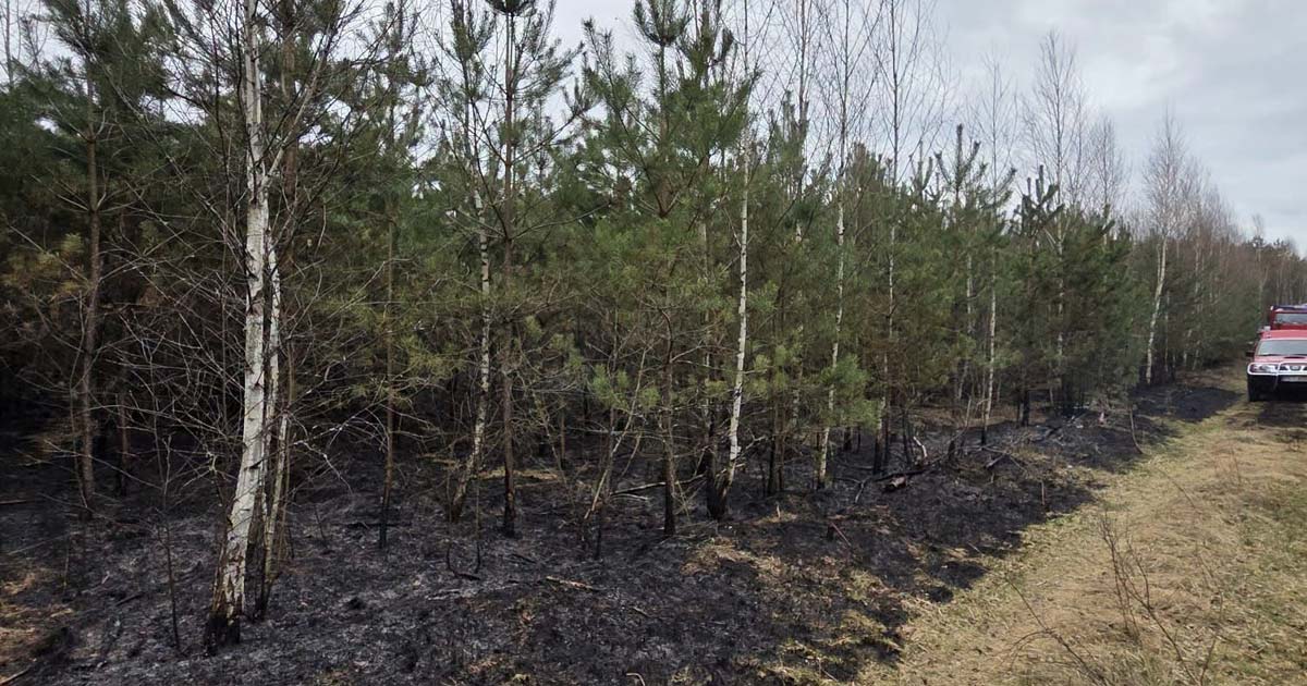 foto: Nadleśnictwo Krucz