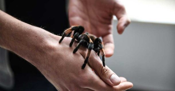 foto: facebook.com/wystawapajakow