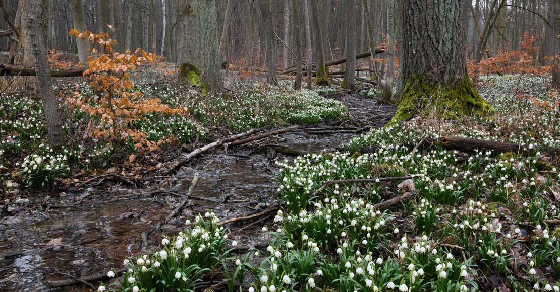 foto: RDLP w Poznaniu