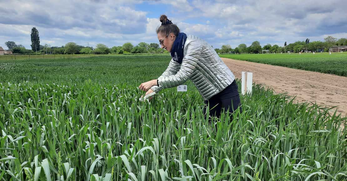 Regionalne Targi Rolnicze w Gołaszynie