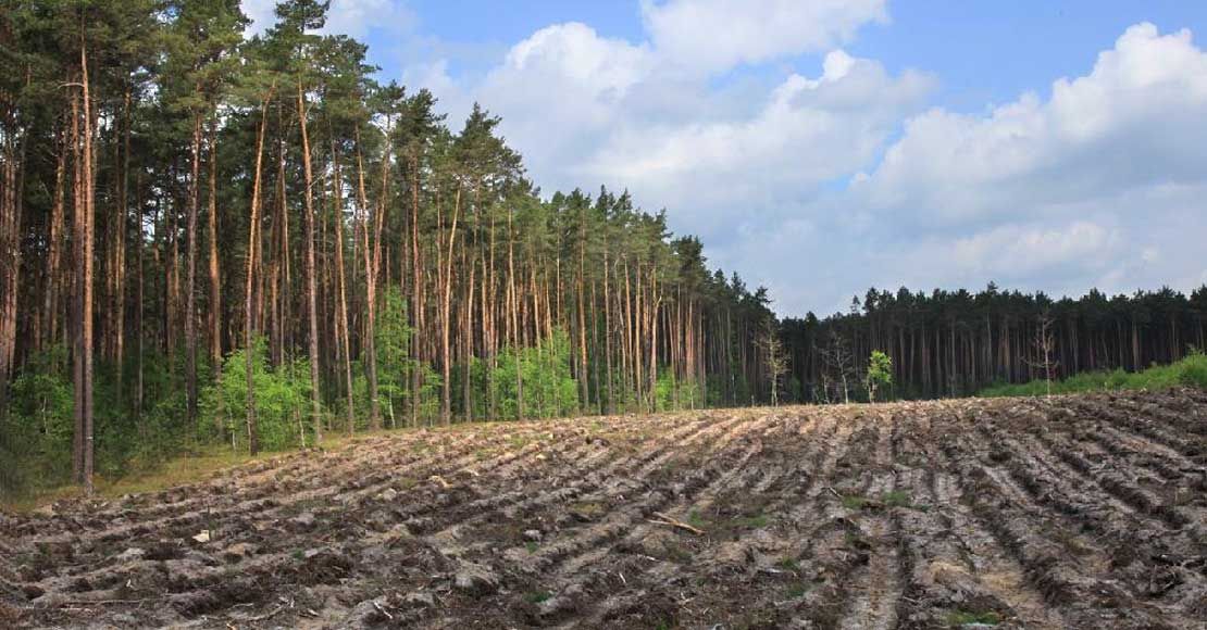 foto: Nadleśnictwo Oborniki