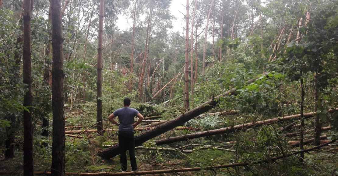 Brak większych zniszczeń w obornickich lasach