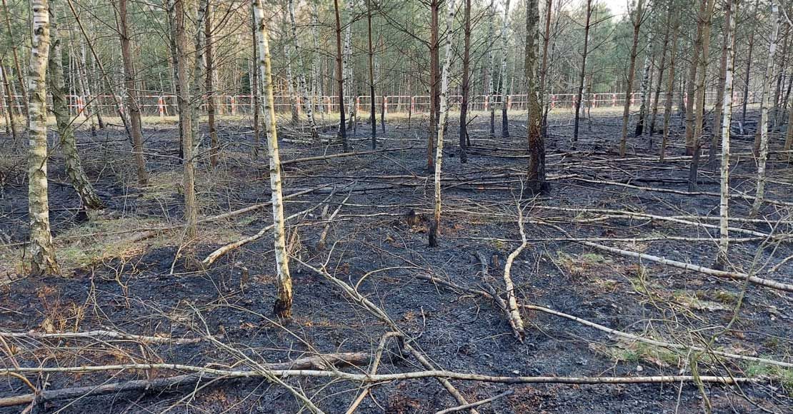foto: Nadleśnictwo Oborniki